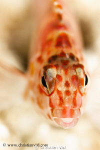 Close up of fish. by Christian Vizl 